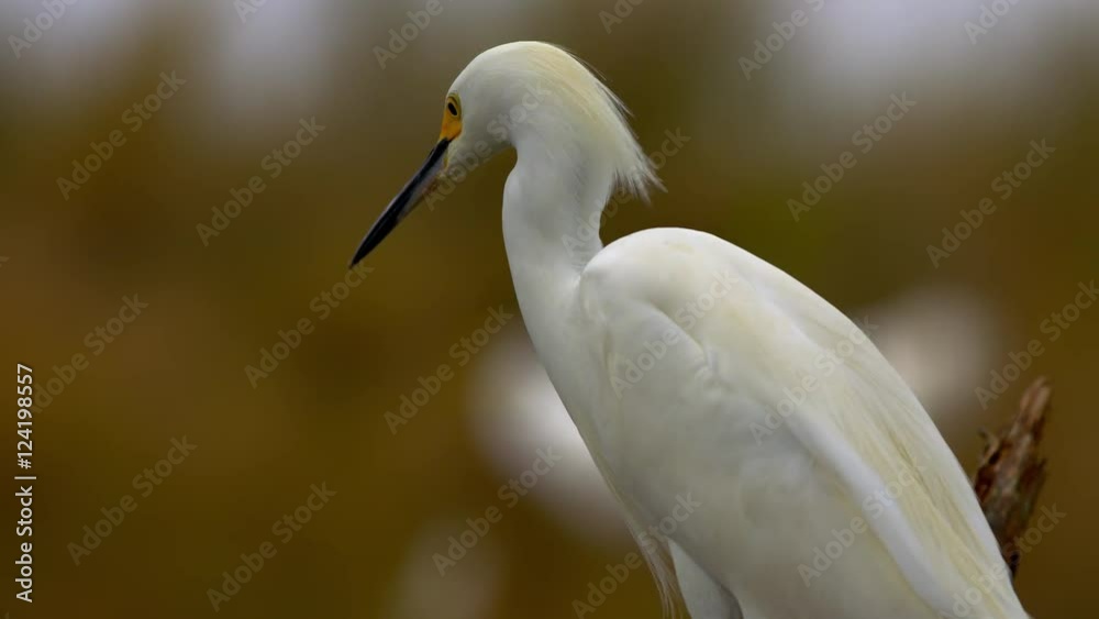 Close up of white egret perching on branch