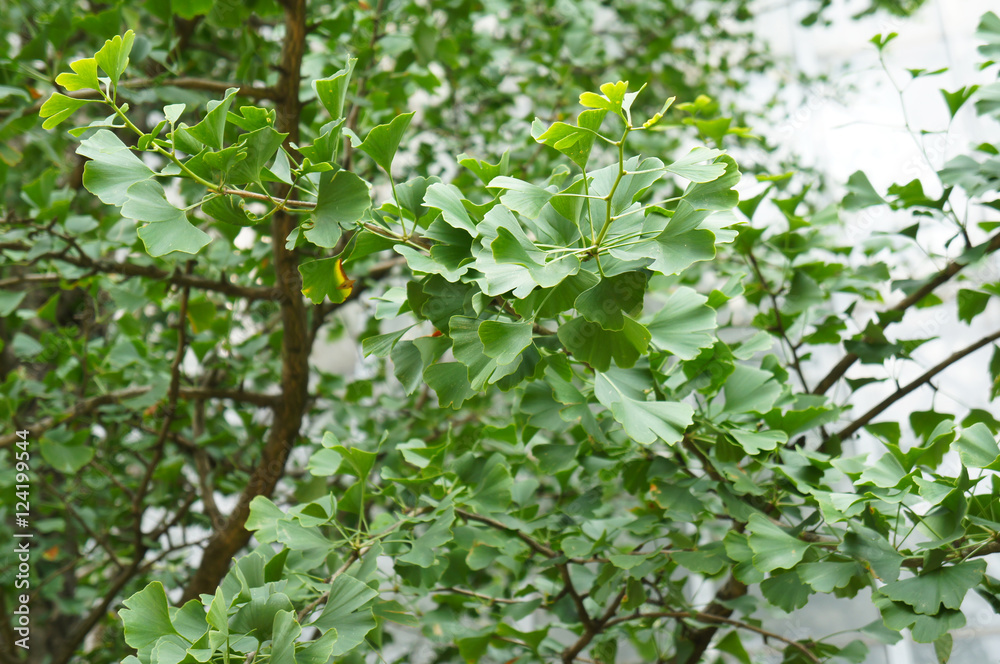 Leaf of ginkgo biloba tree