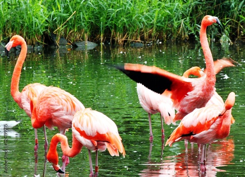 Vászonkép Flamingos