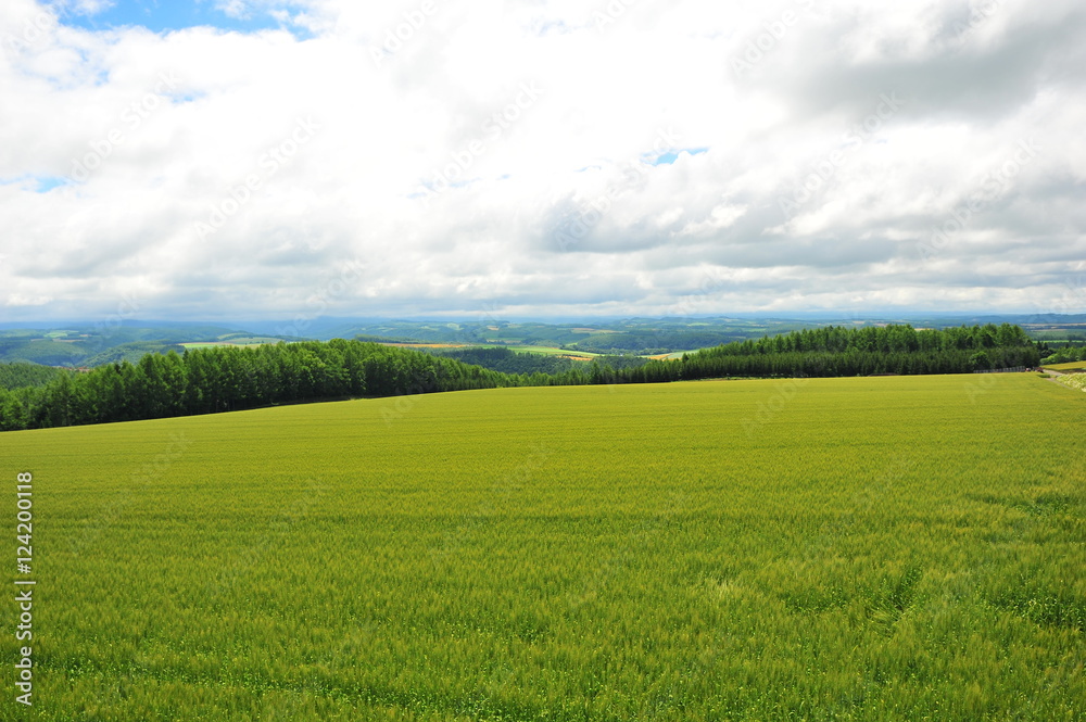 Fototapeta premium Landscape of Cultivated Lands at Countryside
