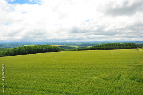 Landscape of Cultivated Lands at Countryside