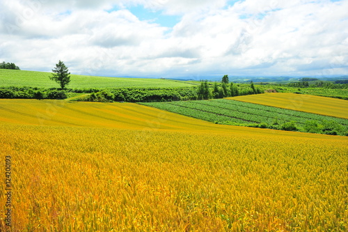 Landscape of Cultivated Lands at Countryside