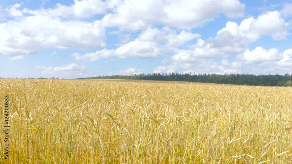 Yellow ears of wheat swaying in the wind on the field in a sunny summer day. White clouds in the blue sky. Rural landscape. Yellow ears of wheat swaying in the wind on the field in a sunny summer day. White clouds in the blue sky. Rural landscape.