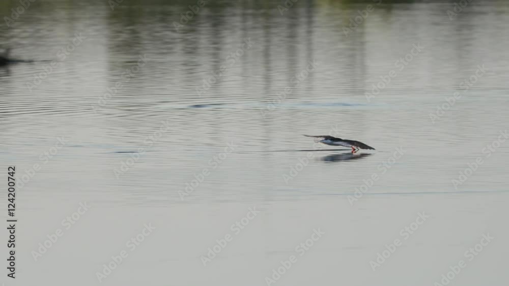 Slow motion of black skimmer flying over water