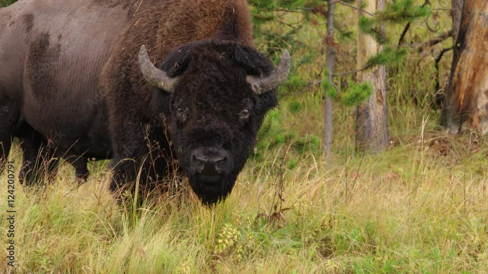 Close up of American bison in Yellowstone National Park Close up of American bison in Yellowstone National Park
