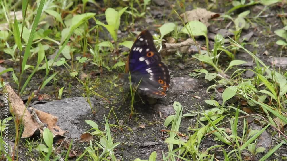 Lesser Purple Emperor (Apatura ilia) sucks minerals from the forest floor Lesser Purple Emperor (Apatura ilia) sucks minerals from the forest floor