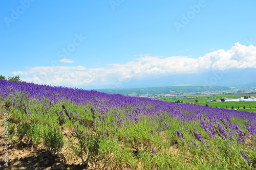 Colorful Lavender Flower Fields