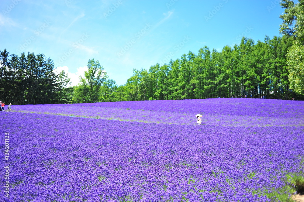 Fototapeta premium Colorful Lavender Flower Fields