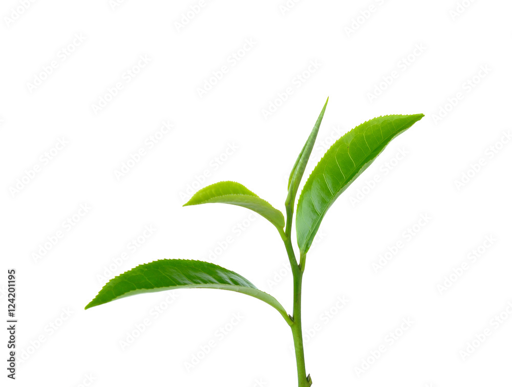 Fototapeta premium green tea leaf on white background