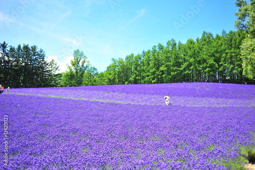 Colorful Lavender Flower Fields