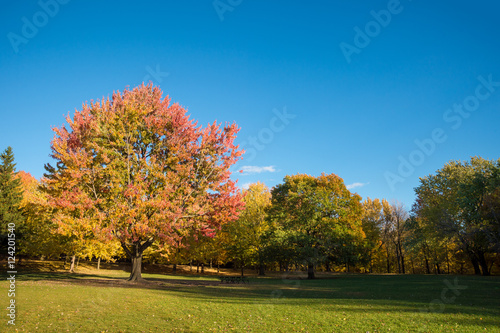 Maple tree in autumn colors on Mont-Royal Mount in Montreal, Canada.
