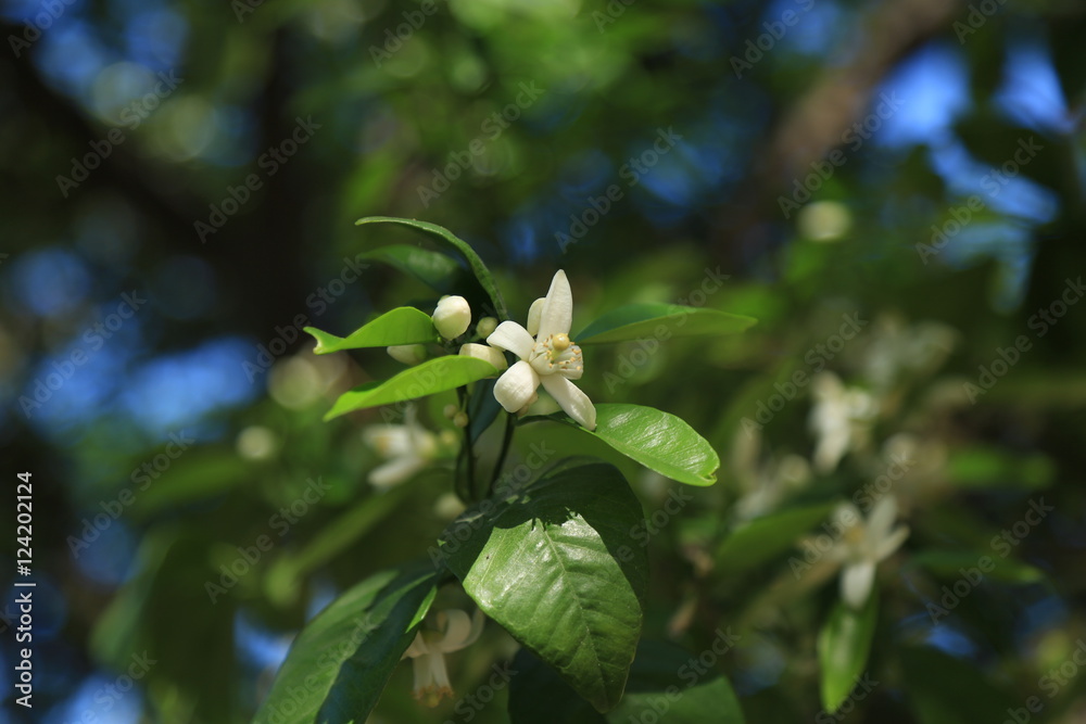 Orange Blossom Orange Blossom