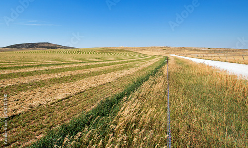 Cut and Raked Alfalfa Field in the Pryor Mountains in Montana USA