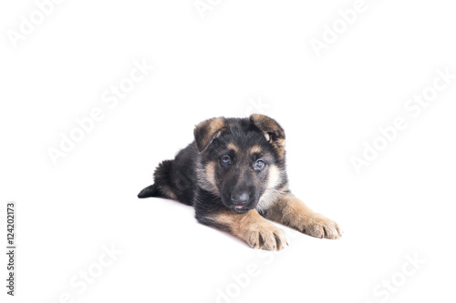 German Shepherd puppy looks
