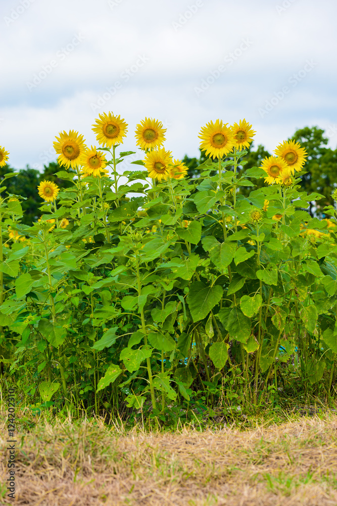 Fototapeta premium sunflower field over cloudy blue sky