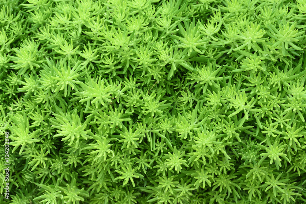 organic green plant texture background organic green plant texture background