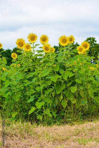 Fototapeta Naklejka Na Ścianę i Meble -  sunflower field over cloudy blue sky