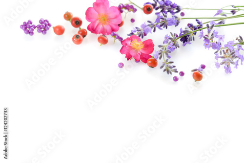 frame of rose and lavender in white background
