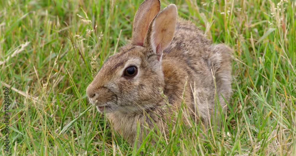 Close up of rabbit eating grass