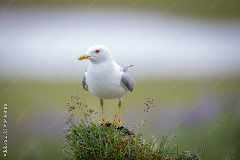 Mew Gull standing on grassy tuft with purple in background. Mew Gull standing on grassy tuft with purple in background.