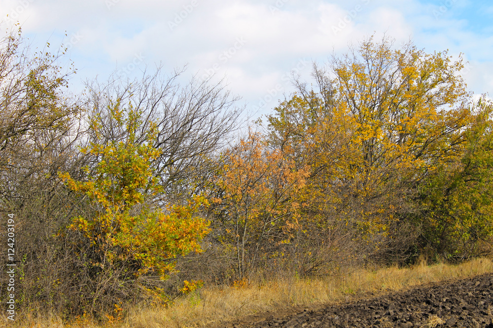 Deciduous forest on autumn