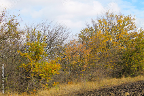 Deciduous forest on autumn