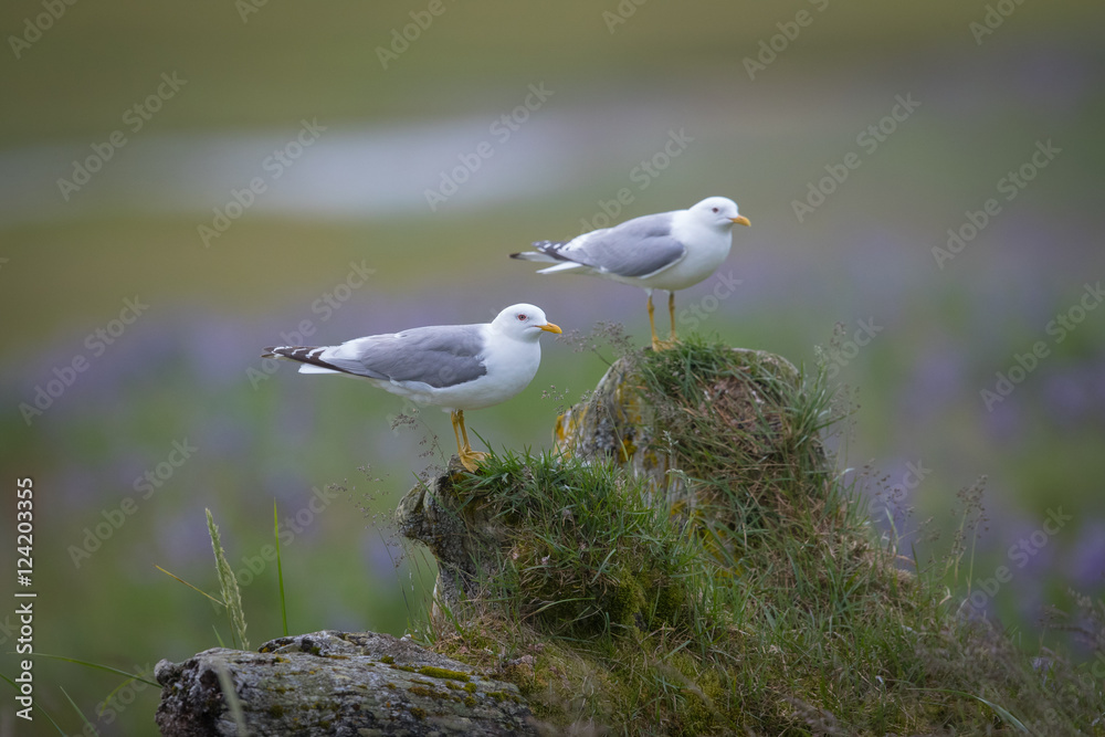 Mew Gull sitting on tuft of grass during mating season.