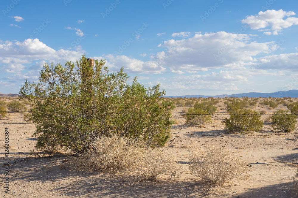 Brush grows near barbed wire fence in the barren desert wilderness.