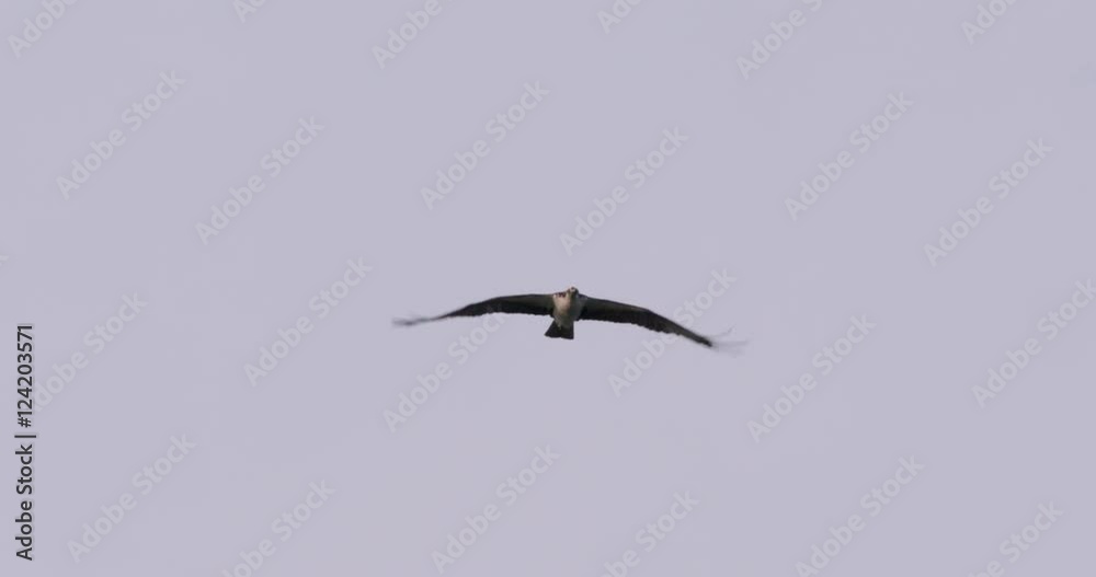Slow motion of osprey flying mid air Slow motion of osprey flying mid air