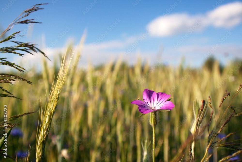 Obraz premium meadow with purple flower