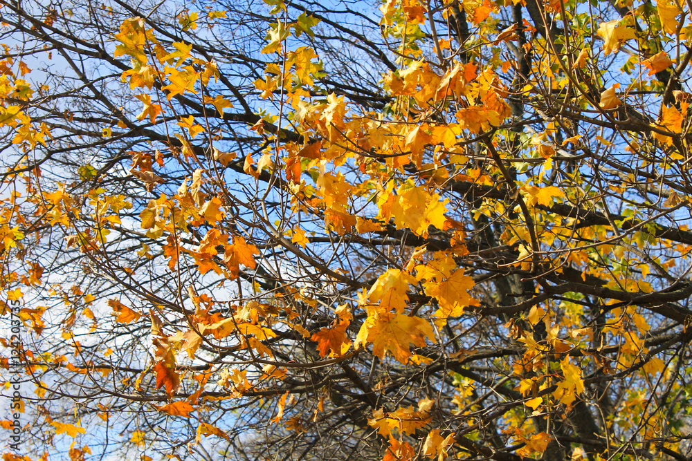 Fototapeta premium Autumn maple leaves on a branch