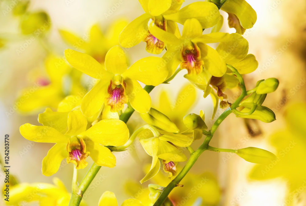 Close up of yellow tropical orchid