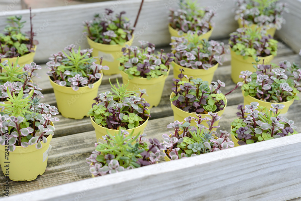 セダム多肉植物寄せ植えstock Photo Adobe Stock