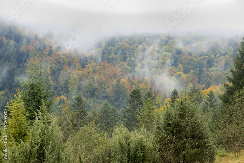 Autumn forest in mountains