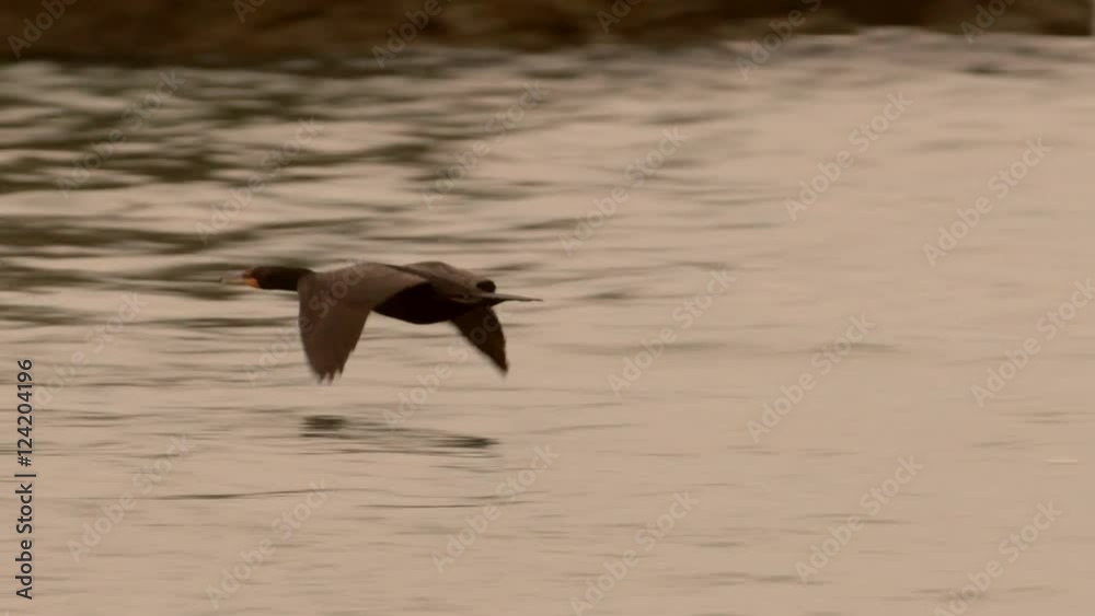 Slow motion of cormorant flying