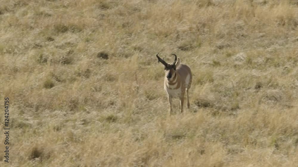 Tracking shot of wild pronghorn running in field Tracking shot of wild pronghorn running in field
