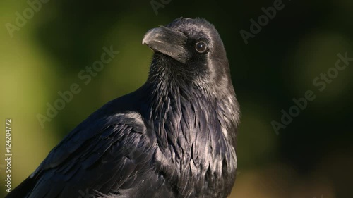 Close up of raven perching photo