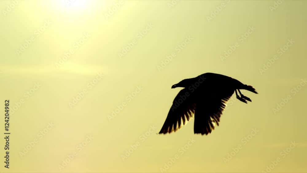 Tracking shot of silhouetted bird flying in mid air during sunset