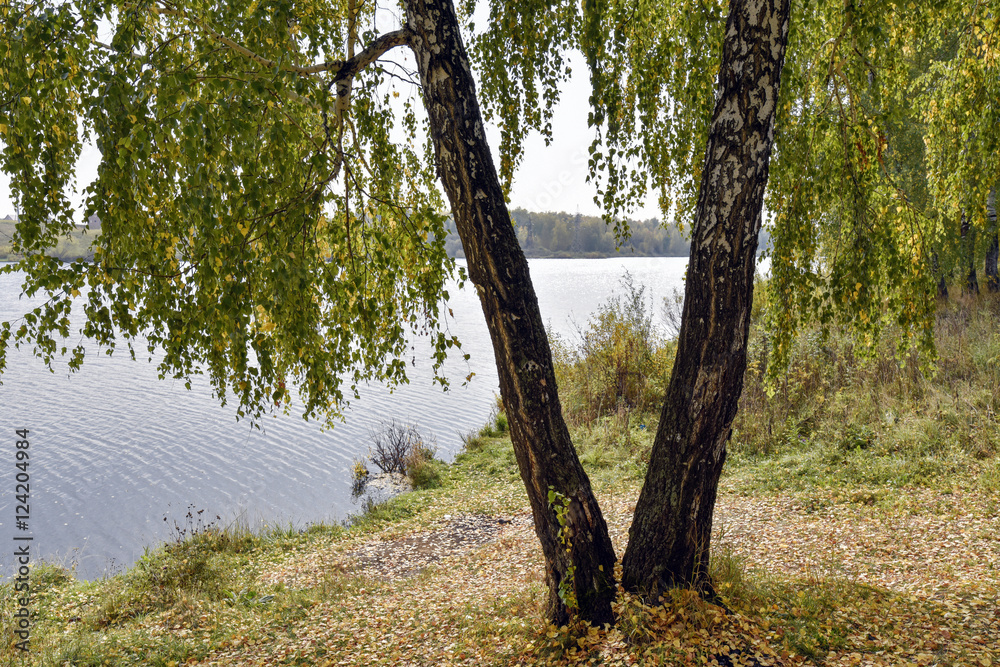 Birch trees by the lake on a cloudy autumn day