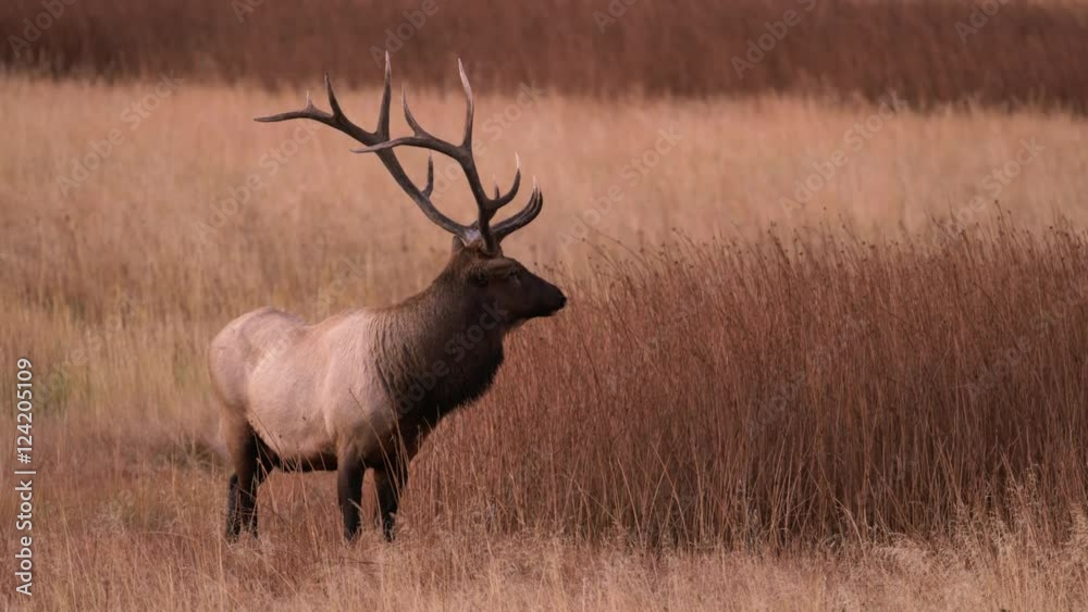 Slow motion of bull elk with large antlers standing in tall grass