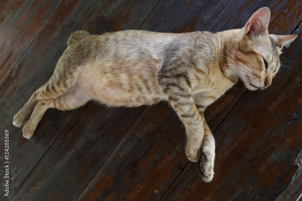 Cat sleeping on a wooden floor