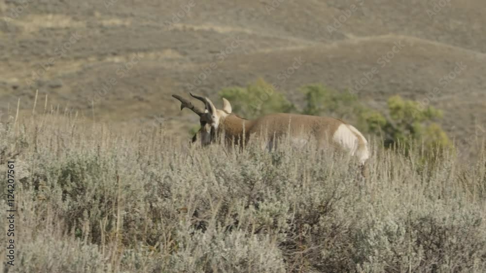 Tracking shot of pronghorn running in the field Tracking shot of pronghorn running in the field