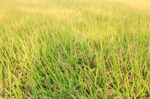 Rice fields background.