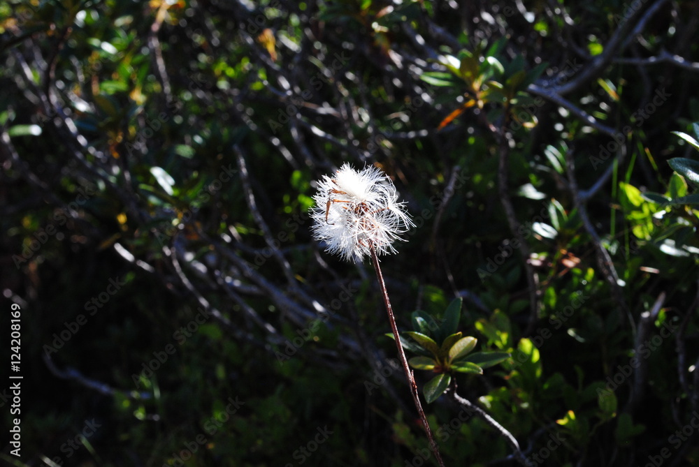 Obraz premium Alpenblumen