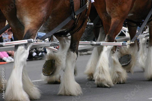 Horse team, hooves & fetlocks