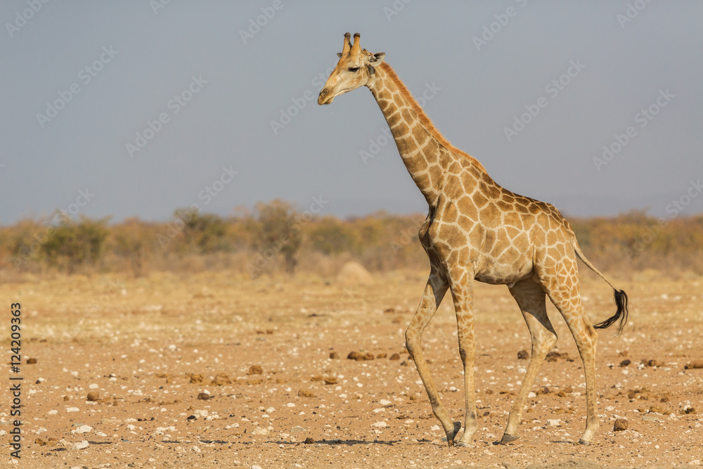 Obraz premium Walking Giraffe (Giraffa), Etosha National Park, Namibia