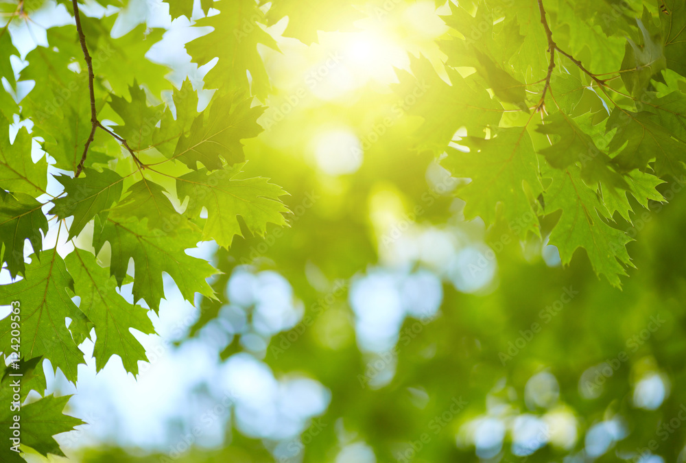 Fresh green leaves background. Sun shining through the tree Fresh green leaves background. Sun shining through the tree