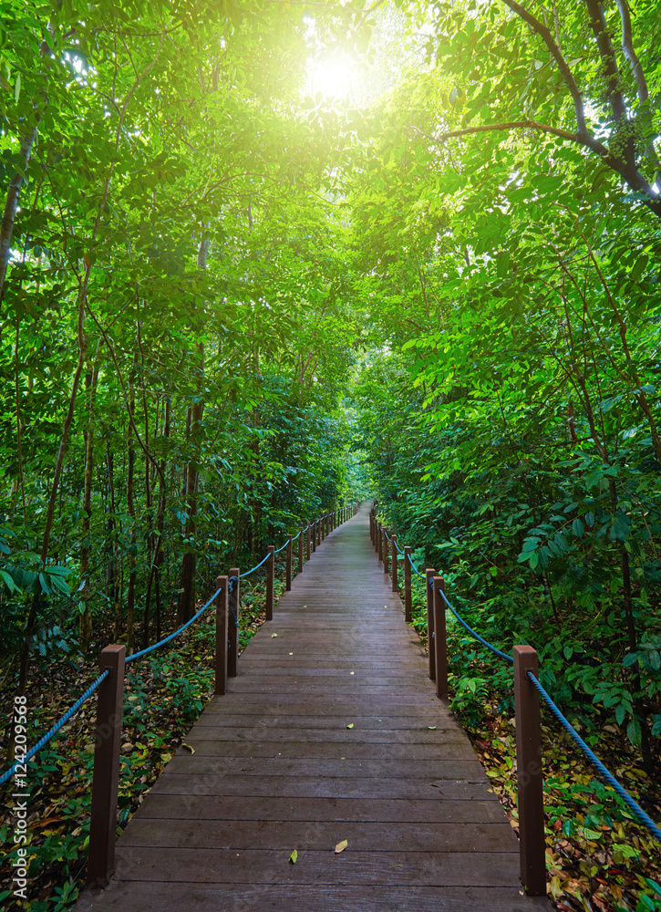 Fototapeta premium Boardwalk in the green park of Singapore