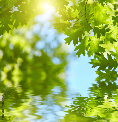 Fresh green leaves reflecting in water background. Sun shining through, water reflection