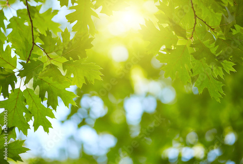Fresh green leaves background. Sun shining through the tree